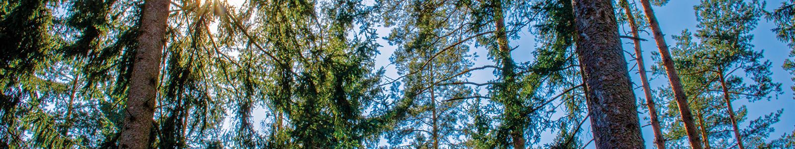 Sonne_durch_Baume Sonne_durch_Baume